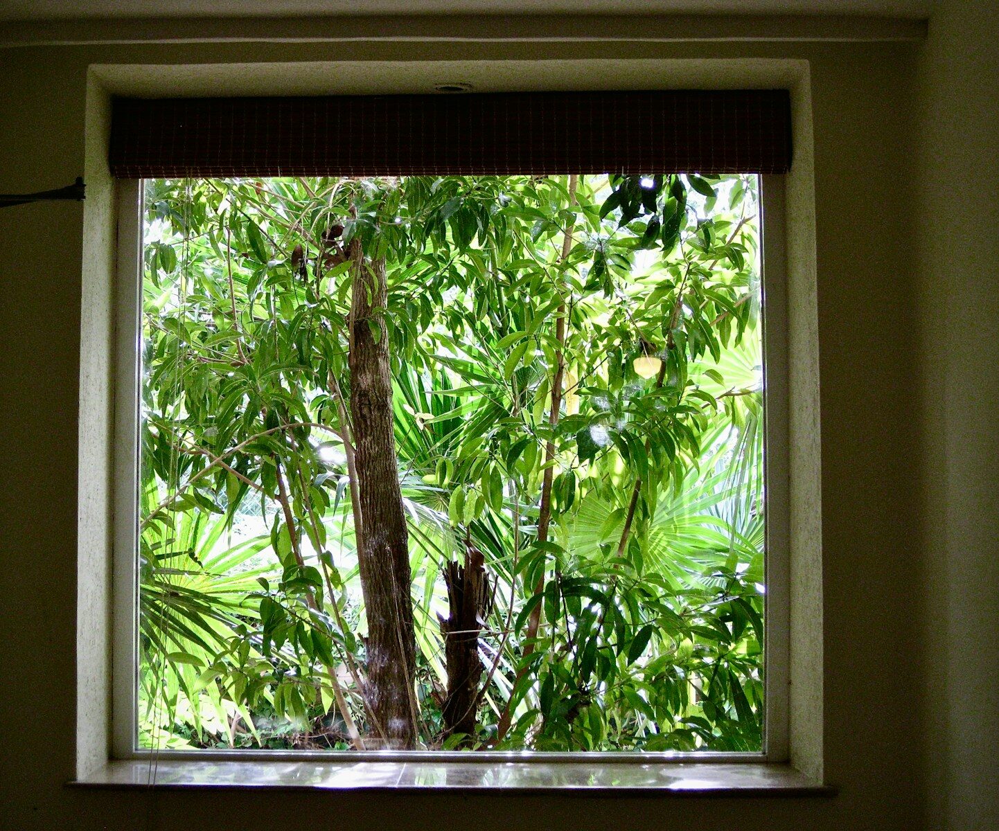 a window with a tree outside